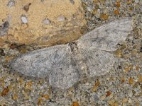 Idaea seriata 4, Paardenbloemspanner, Saxifraga-Ab H Baas