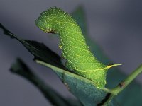 Laothoe populi 2, Populierenpijlstaart, Saxifraga-Frits Bink