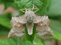 Laothoe populi 7, Populierenpijlstaart, Saxifraga-Jaap Schelvis