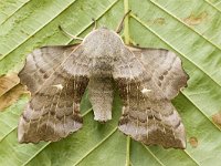 Populierenpijlstaart, Poplar Hawkmoth, Laothoe populi : Fauna, Insect, Lepidoptera, Nachtvlinder, Ongewervelde