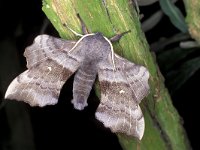 Laothoe populi 9, Populierenpijlstaart, Saxifraga-Janus Verkerk