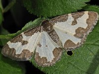 Lomaspilis marginata #48216 : Lomaspilis marginata, gerande spanner, Clouded Border