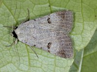 Lygephila craccae 3, Saxifraga-Peter Gergely