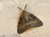 Plakker, Gypsy Moth, Lymantria dispar : nachtvlinder