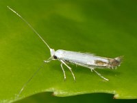 Lyonetia clerkella 2, Hangmatmot, Saxifraga-Ab H Baas