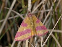 Lythria cruentaria #03639 : Lythria cruentaria, Zuringspanner