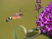 Kolibrievlinder  kolibrievlider op vlinderstruik : Macroglossum stellatarum