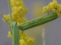 Macroglossum stellatarum 16, Kolibrievlinder, Saxifraga-Rutger Barendse