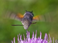 Macroglossum stellatarum 17, Kolibrievlinder, Saxifraga-Rik Kruit