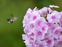 Macroglossum stellatarum 29, Kolibrivlinder, Saxifraga-Tom Heijnen