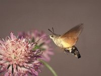 Macroglossum stellatarum 4, Kolibrievlinder, Saxifraga-Frits Bink