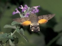 Macroglossum stellatarum 5, Kolibrievlinder, Saxifraga-Frits Bink