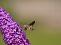 Kolibrievlinder  kolibrievlider op vlinderstruik : Macroglossum stellatarum