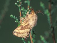 Malacosoma castrensis 6, Heideringelrups, Saxifraga-Frits Bink