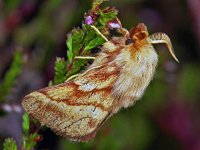 179_31, Malacosoma neustria : Malacosoma castrense, Ground Lackey, Heideringelrups