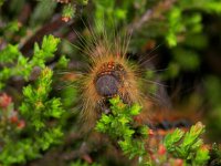 163_04, Malacosoma neustria : Malacosoma castrense, Ground Lackey, Heideringelrups