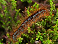 163_05, Malacosoma neustria : Malacosoma castrense, Ground Lackey, Heideringelrups