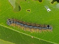 Malacosoma neustria 10, Ringelrups, Saxifraga-Ab H Baas