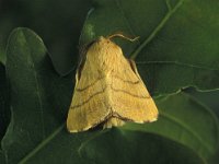 Malacosoma neustria 11, Ringelrups, Vlinderstichting-Nely Honig