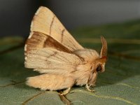 Malacosoma neustria 17, Ringelrups, Saxifraga-Ab H Baas