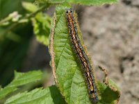 Malacosoma neustria 19, Ringelrups, Saxifraga-Joep Steur