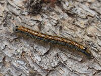 BESNA KOBILA-KULA. MALACOSOMA NEUSTRIA.