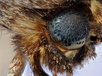 Melanchra persicariae 5, Perzikkruiduil, Saxifraga-Ab H Baas