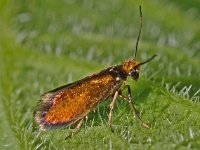 Micropterix aruncella 10, Vroege oermot, Saxifraga-Ab H Baas