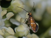 Micropterix aruncella 11, Vroege oermot, Saxifraga-Ab H Baas