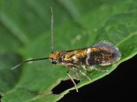 Micropterix aruncella 4, Vroege oermot, Saxifraga-Ab H Baas