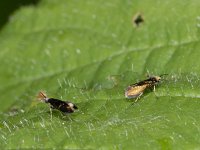 Micropterix aruncella #02178 : Micropterix aruncella