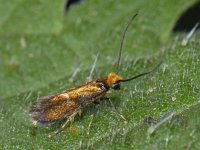 Micropterix aruncella #12274 : Micropterix aruncella