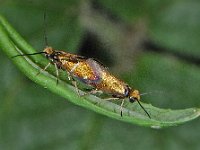 Micropterix aruncella 9, Vroege oermot, Saxifraga-Ab H Baas