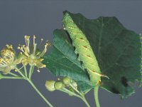 Mimas tiliae 3, Lindepijlstaart, Saxifraga-Frits Bink