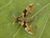 Mimas tiliae 5, Lindepijlstaart, male, Saxifraga-Marijke Verhagen