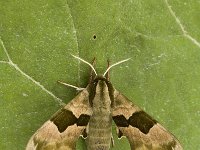 Mimas tiliae 7, Lindepijlstaart, male, Saxifraga-Marijke Verhagen