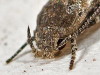 Mompha sturnipennella 2, Saxifraga-Ab H Baas