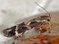 Mompha sturnipennella 3, Saxifraga-Ab H Baas