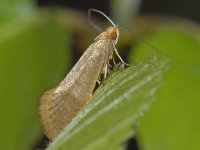 Nematopogon adansoniella 2, Gevlekte langsprietmot, Saxifraga-Ab H Baas