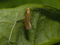 Nematopogon adansoniella 3, Gevlekte langsprietmot, Saxifraga-Ab H Baas