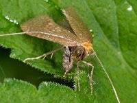 Nematopogon adansoniella 4, Gevlekte langsprietmot, Saxifraga-Ab H Baas