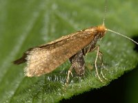 Nematopogon adansoniella 5, Gevlekte langsprietmot, Saxifraga-Ab H Baas