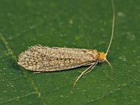 Nematopogon adansoniella 6, Gevlekte langsprietmot, Saxifraga-Zoran-Bozovic