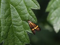 Nemophora degeerella 11, Saxifraga-Peter Meininger