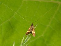 Nemophora degeerella 12, Saxifraga-Ab H Baas