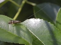 Nemophora degeerella 16, Saxifraga-Tom Heijnen