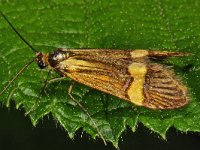 Nemophora degeerella #48001 : Nemophora degeerella, geelbandlangsprietmot