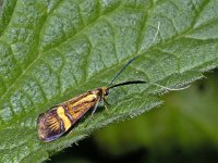 Nemophora degeerella #01750 : Nemophora degeerella, female