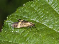 Nemophora degeerella #02175 : Nemophora degeerella, female