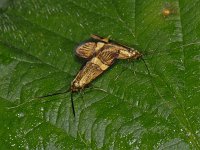 Nemophora degeerella #07503 : Nemophora degeerella, copula